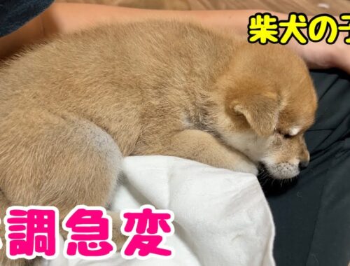 【柴犬 子犬】初めて離乳食を食べたら胃がびっくりして気分が悪くなってしまった子犬