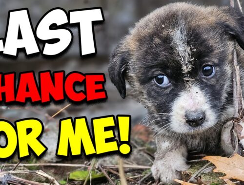 Abandoned Puppy's Heartbreaking Story Continues