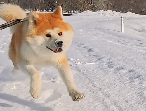 ひたすら雪の上を走りまくる元気な秋田犬と飼い主【びしゃもん】