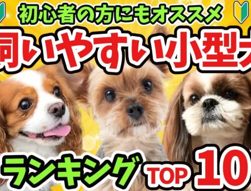 【飼いやすい小型犬TOP10】初心者にも飼いやすいわんちゃん達の性格や飼いやすさを解説
