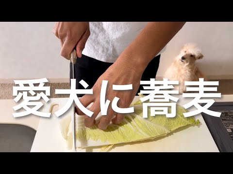 【犬用】超簡単！絶品蕎麦の作り方。レークランドテリア