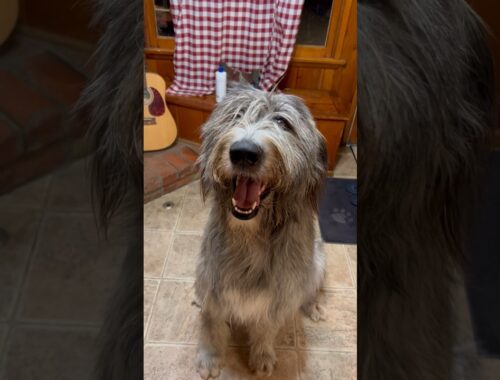 That’s a wolfhound for you 🙃 #irishwolfhound