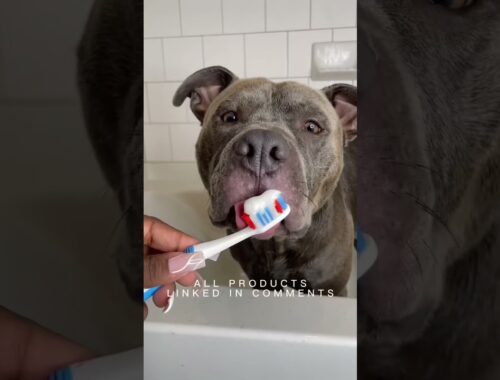 giving my dog the ULTIMATE spa day he deserves #shorts #viral #dogs #grooming #pitbull #tutorial