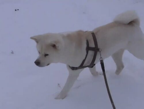 【秋田犬ゆうき】胃薬代わりの草が雪で埋まったので飼い主の知ってるスポットへ連れていかれる【akita dog】