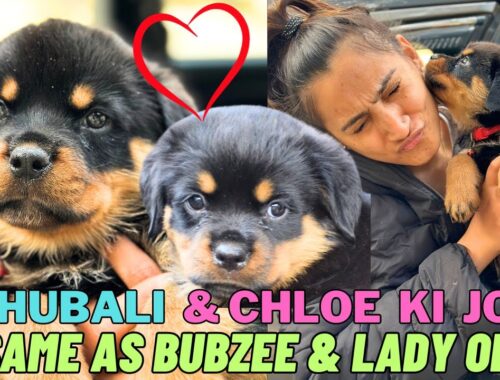 Rottweiler Puppy Bahubali & Chloe Ki Jodi Bilkul Bubzee & Lady Ollie Ke Jaisi Hai: Vaccination Day