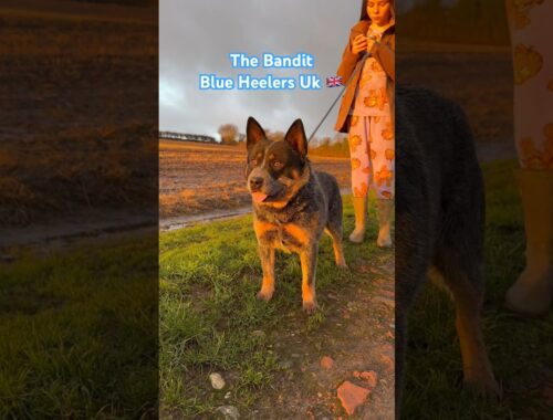 The Coolest Blue Heeler Dog - The Bandit Australian Cattle Dog #shorts