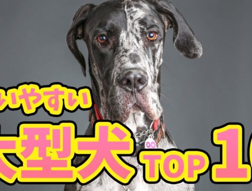 【初心者でも飼いやすい大型犬ランキングTOP10】