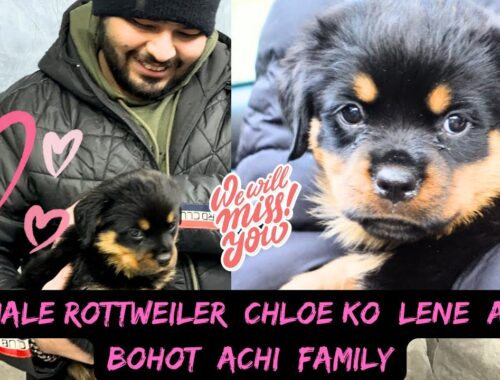 Female Rottweiler Puppy Chloe Chali Gayi Apne New Ghar: Chloe Ko Mil Gayi Bohot Pyaari Family