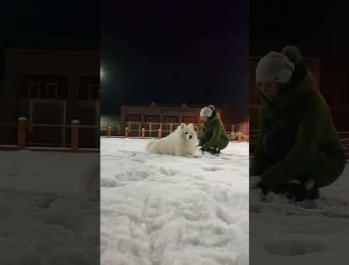 Зліпим сніговичка?☃️/Do you wanna build a snowman?  #samoyed #dog #shortvideo #snow #shorts #fun