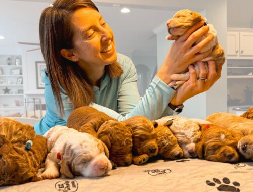 14 new Goldendoodle Puppies Born