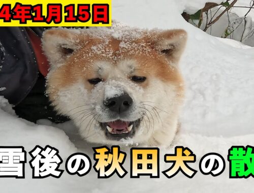 ２０２４年　大雪後の秋田犬のお散歩①【びしゃもん】