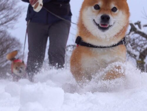 柴犬、大雪が嬉しすぎて帰宅後動かなくなる。