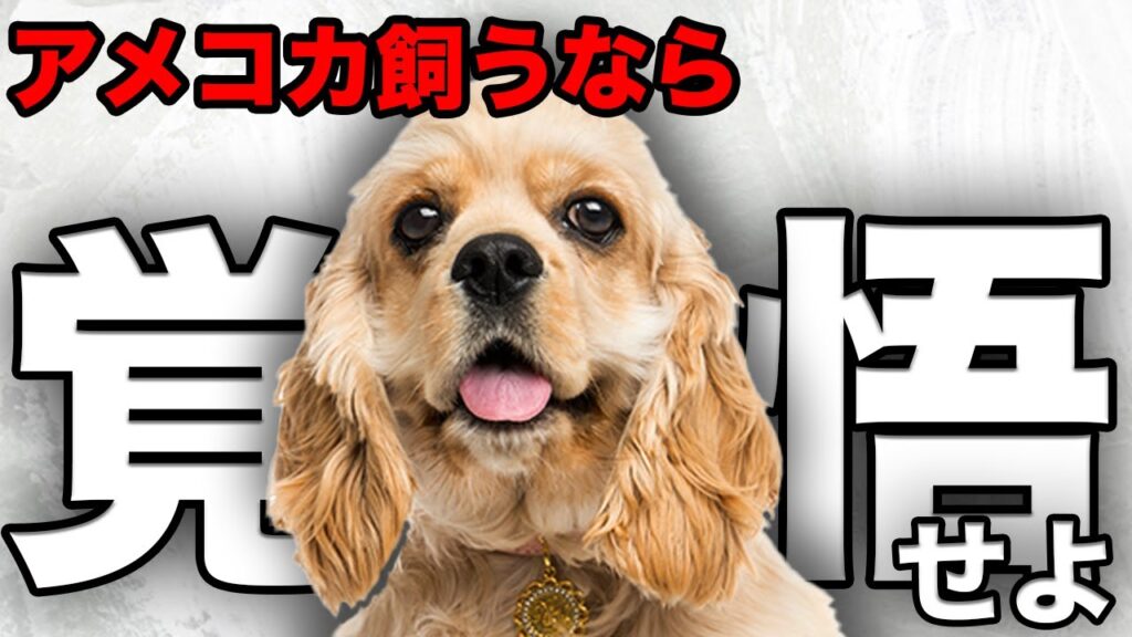 【解説】迎える前に1度見て!アメリカン・コッカー・スパニエルの魅力や注意点について教えます! 【解説】迎える前に1度見て!アメリカン・コッカー・スパニエルの魅力や注意点について教えます!