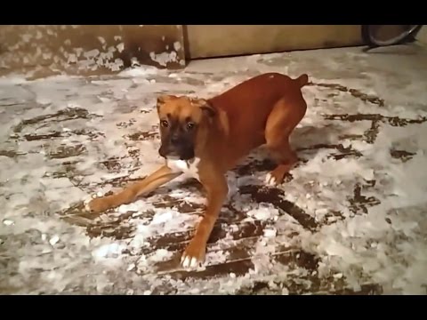 Boxer Dogs are Awesome