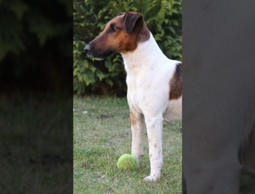 Smooth Fox Terriers: Spirited Companions Unveiled  #dogfacts #Dogs #SmoothFoxTerrier