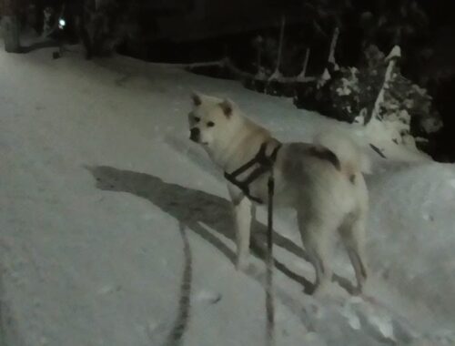 【秋田犬ゆうき】新雪を踏みしめ歩くお散歩には絶対にオシッコをしてはいけないエリアがある【akita dog】