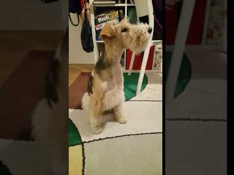 Wire Fox Terrier Dašenka sings