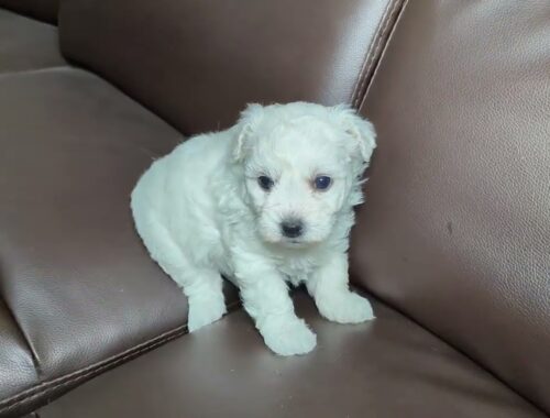 ビションフリーゼの子犬（メス）2023年12月生まれ