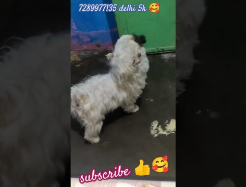 Lhasa Apso Female Puppy Available #viral #shorts