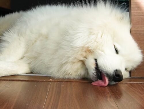 超甘えん坊な大型犬の昼寝姿が可愛すぎる
