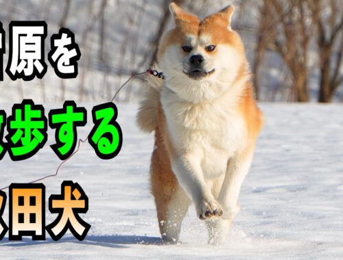 雪原を散歩する秋田犬【びしゃもん】
