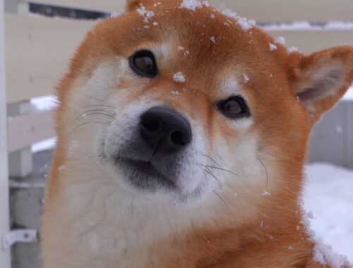 柴犬、雪が降ると無言でただならぬ圧を出してくる。