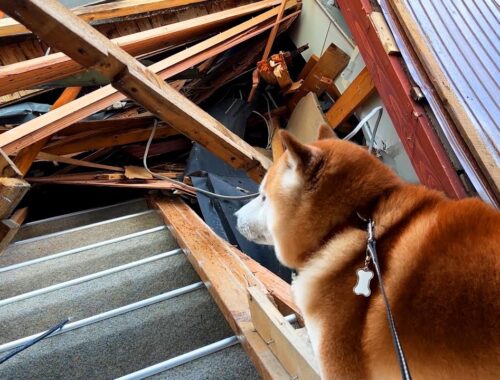 地震で全壊した2階がまだあると思い込み、行きたいとフィンフィン鳴き叫ぶ柴犬。動画の最後に重要なお知らせがあります。