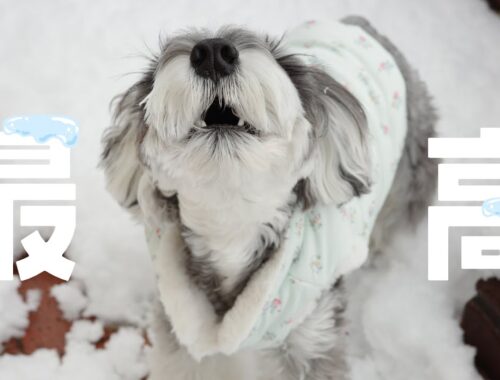 【癒し】雪に大興奮‼︎爆走する愛犬が可愛すぎた⛄️❄️【ミニチュアシュナウザー 】