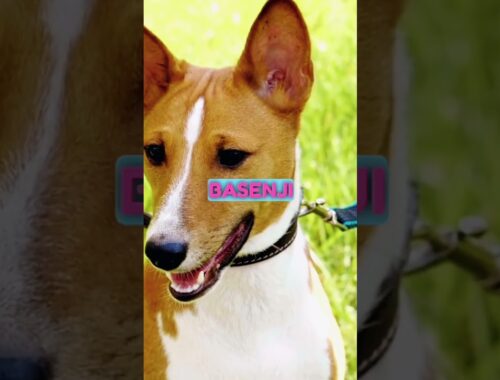 Basenji - What do you think about this dog? #dog #dogs #shortsvideo #subscribe