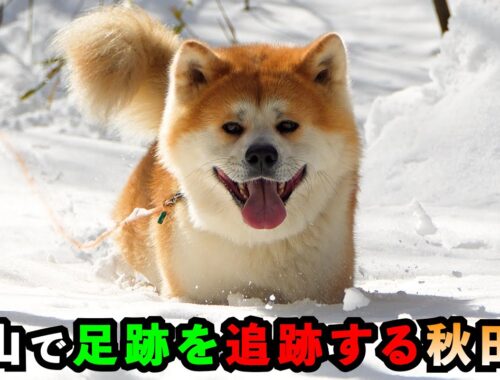 雪山で足跡を追跡する秋田犬①【びしゃもん】