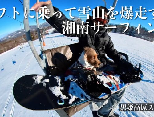 【スキー場・雪山編#7】リフトに乗って雪山を爆走する湘南サーフィン犬！　イングリッシュコッカースパニエル「みみ」 の気持ち