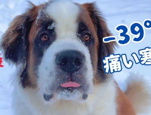 超大型犬 3頭とカナダで田舎暮らし・海外生活／−39℃！痛い寒さ