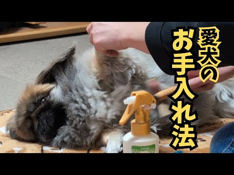 楽チン♫愛犬のブラッシングをします!!