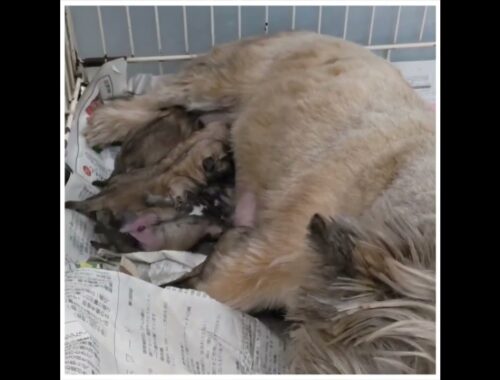 ケアーンテリアの赤ちゃん誕生！ #ペットショップ #dog #ケアーンテリア