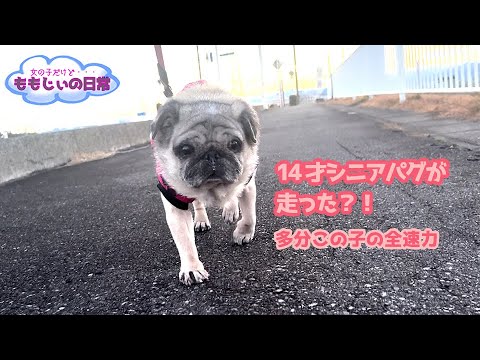 14才シニアパグが走った？！　A 14-year-old senior pug ran?!