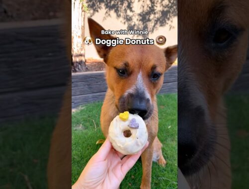 Doggie Donuts 🐶✨🍩 Bake with Winnie #dog #doggiedonuts #dogbaking #cattledog