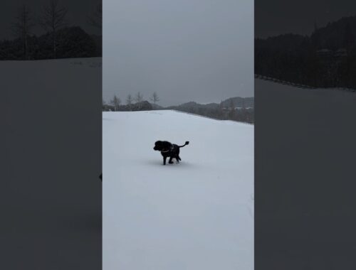 超大型犬 ニューファンドランド ボス君⛄️ 雪遊び ⸜❄️⸝ 犬好き 猫好き 多頭飼育 グレートデン 保護猫 田舎暮らし 渡辺ボス 大きい犬 Newfoundland dog