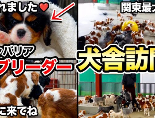 【子犬】キャバリアを迎えるなら”絶対にチェックすべき犬舎”を紹介します！
