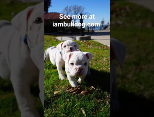 If you've got the itch, we've got your scratch!  See more at iambulldog.com #bulldog #bulldogpuppy