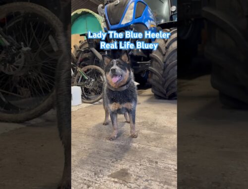 Lady The Blue Heeler Puppy - Australian Cattle Dogs - Bluey And Bingo #doglover
