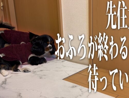 【健気】先住犬がお風呂に入っている間に後輩犬達をモニタリングしてみた！驚きの結果が...!?