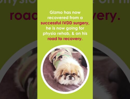 🌈 Gizmo's story -  Successful IVDD surgery #MediPetFamily #PetInsurance #WeLovePets #WeLoveVets