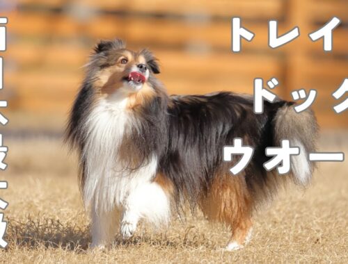 西日本最大のドッグランで愛犬とトレイルウォークをしてみた【愛犬シェルティ_キキVlog グランドロックキャッスル編】