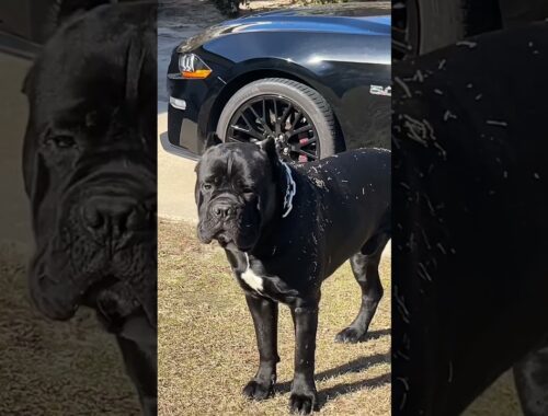 2 year old Cane Corso 140+ 28 inches