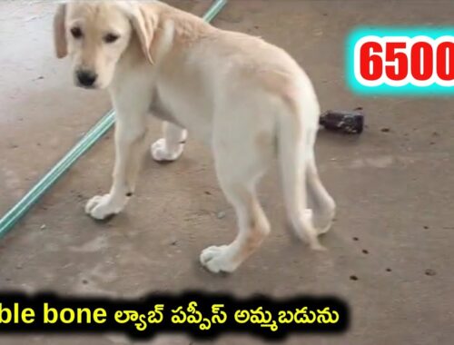 top quality Lab puppies for sale in telugu/9014782059 /aj pets
