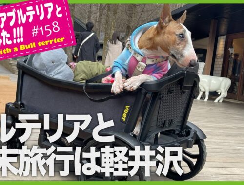 bullterrierブルテリア/ブルテリアと軽井沢に行ってきました。I went to Karuizawa with my family and my bull terrier.
