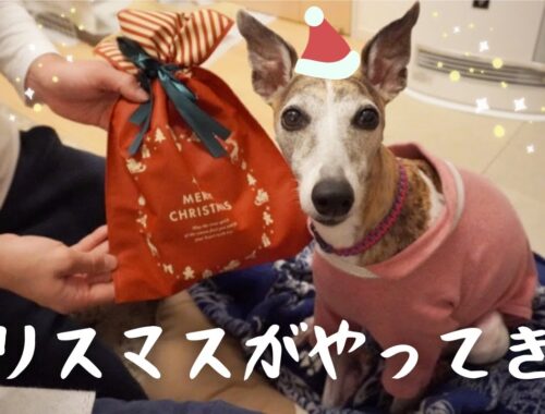 クリスマスを愛犬と一緒にお祝いしました🎄【イタグレ】【ウィペット】