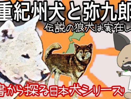 三重紀州犬と弥九郎犬伝説〜紀州犬3〜古書から探る日本犬