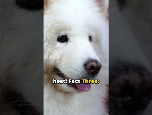 🐶 5 FACTS ABOUT SAMOYED DOGS #shorts