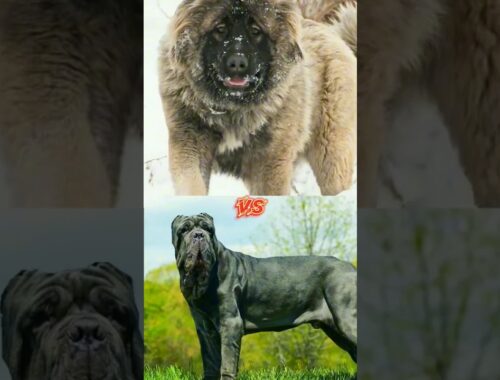 Caucasian Shepherd VS Neapolitan Mastiff #shorts #viral #Caucasian Shepherd #shortfeed #Dogs